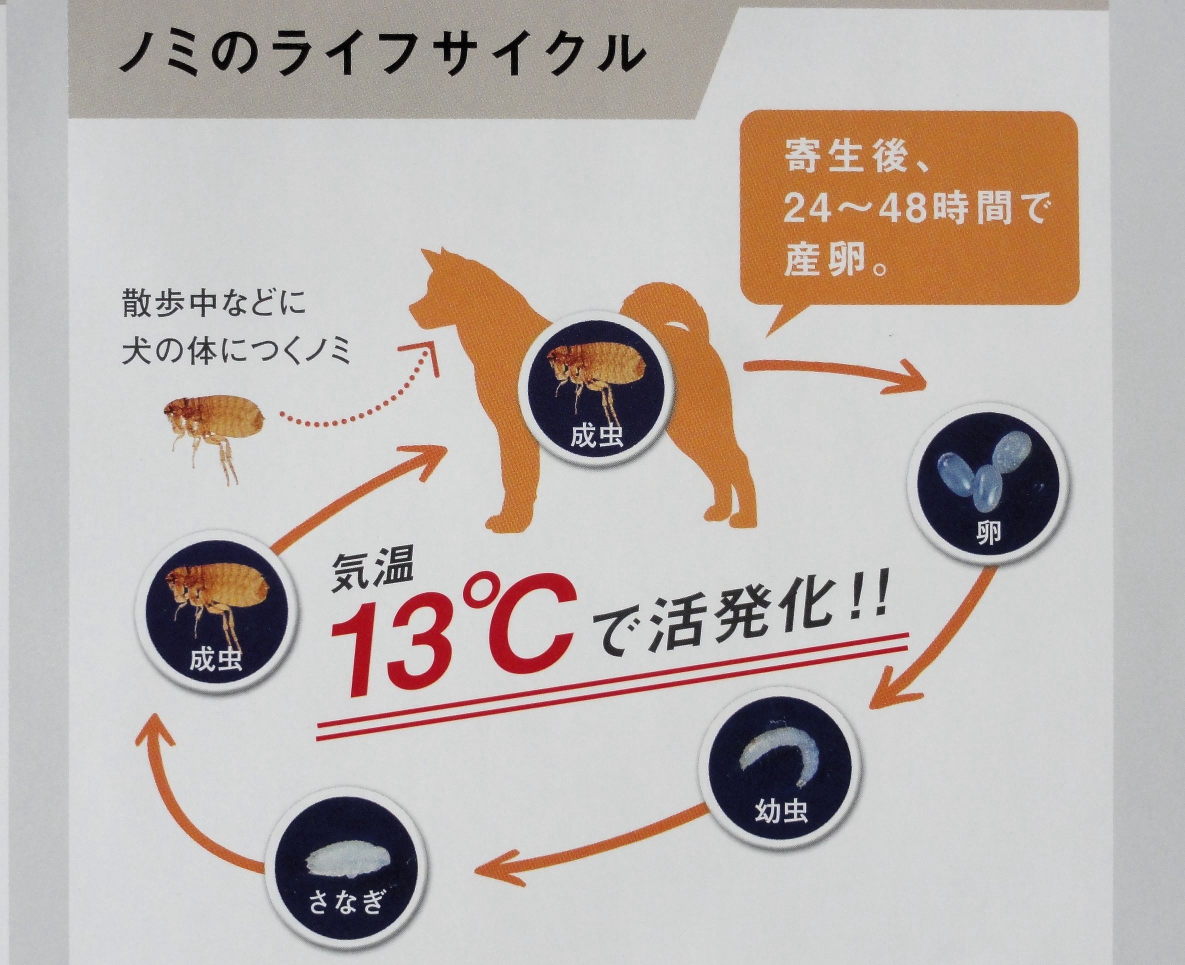 �m�~����T�C�N��